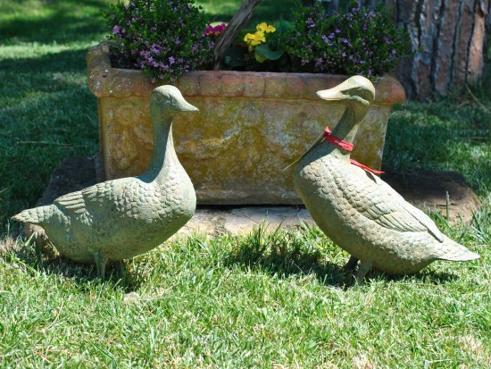 Ducks: Pair of Ducks